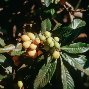 CA, San Juan Capistrano, Trees, fruit