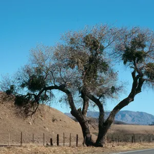 CA, Paso Robles, Landscape tree