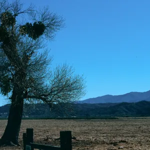 CA, Paso Robles, Landscape tree