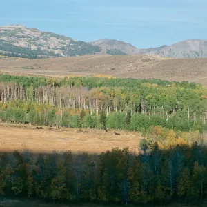 CA, Bodie, Trees, Landscape, Fall, near Bodie