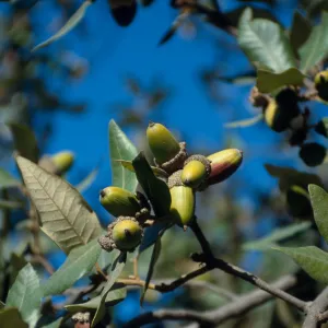 CA, Santa Barbara, acorn