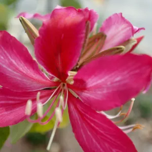 CA, Santa Barbara, Bauhinia, Flowering- Mobile Home Park, Bauhinia trees
