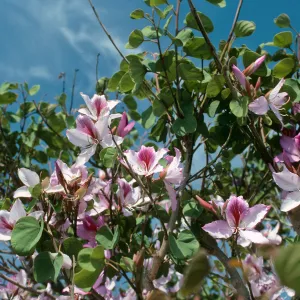 CA, Santa Barbara, Bauhinia, Flowering- Mobile Home Park, Bauhinia trees