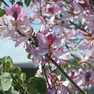 CA, Santa Barbara, Bauhinia, Flowering- Mobile Home Park, Bauhinia trees