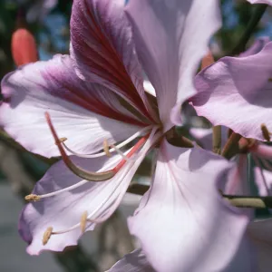 CA, Santa Barbara, Bauhinia, Flowering- Mobile Home Park, Bauhinia trees