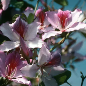 CA, Santa Barbara, Bauhinia, Flowering- Mobile Home Park, Bauhinia trees