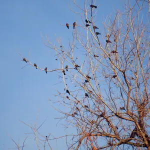 CA, Santa Barbara, Bird flock in tree