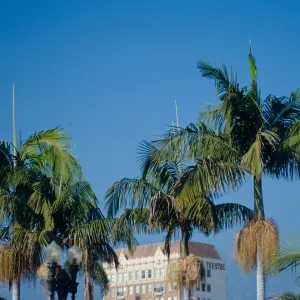 CA, Santa Barbara, Palm Trees- Granada Theater palms