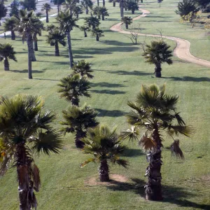 CA, Santa Barbara, Palm Trees- Vegetation