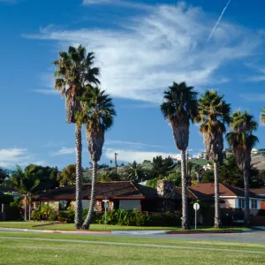 CA, Santa Barbara, Palm Trees- Palms, Shoreline Dr.