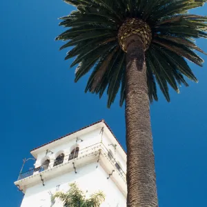 CA, Santa Barbara, Palm Trees- Palm and tower