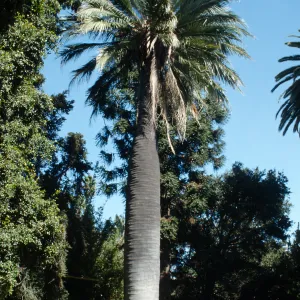CA, Goleta, Palm Trees- Stowe Garden, endangered Chilean Wine Palm