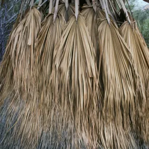 CA, Palm Trees- Anza Borrego, Palm Canyon palm