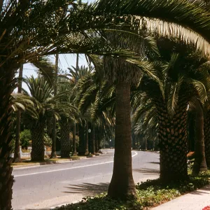 CA, Beverly Hills, Palm Trees