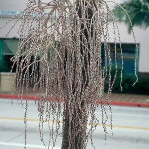CA, Santa Barbara, Palm Inflorescences