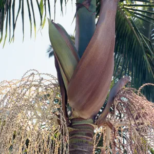 CA, Santa Barbara, Palm Inflorescences- downtown palm pod