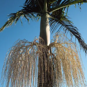 CA, Santa Barbara, Palm Inflorescences- palm fruit, beige, transparent
