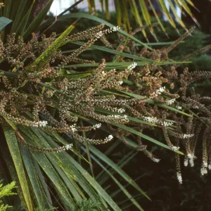 CA, Santa Barbara, Palm Inflorescences- florets, white palm?