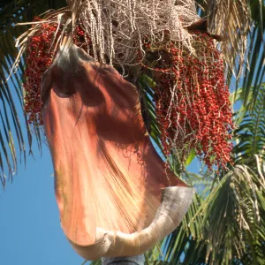 CA, Santa Barbara, Palm Inflorescences- palm tree, white and red, in seed, red