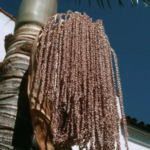 CA, Santa Barbara, Palm Inflorescence- grey, mauve