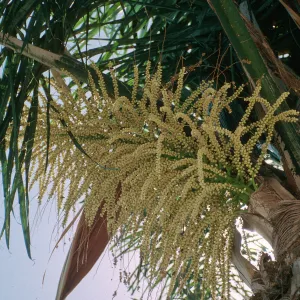 CA, Santa Barbara, Palm Inflorescences
