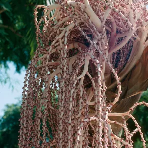 CA, Santa Barbara, Palm Inflorescences- mauve