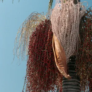 CA, Santa Barbara, Palm Inflorescences- red, brown, purple, pink