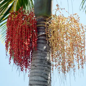CA, Santa Barbara, Palm Inflorescences- palm fruit, red and beige