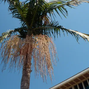 CA, Santa Barbara, Palm Inflorescences- fruit, beige, seeds