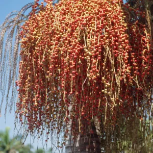 CA, Santa Barbara, Palm Inflorescences- palm florets, orangey, red