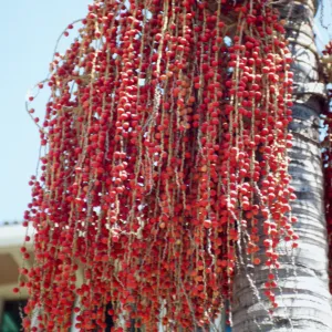 CA, Santa Barbara, Palm Inflorescences- palm tree fruit