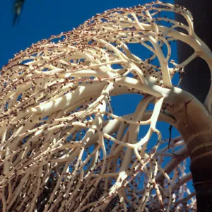 CA, Santa Barbara, Palm Inflorescences- palm fruit, seeds