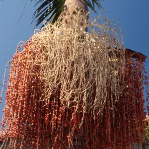 CA, Santa Barbara, Palm Inflorescences- palm fruits and seeds