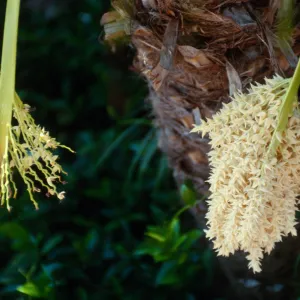 CA, Santa Barbara, Palm Inflorescences- near Biltmore entrance