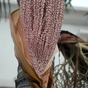 CA, Santa Barbara, Palm Inflorescences