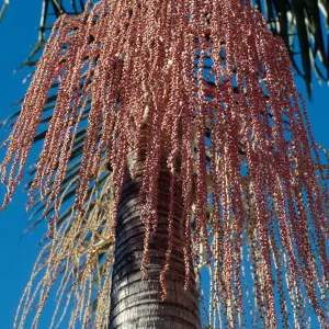 CA, Santa Barbara, Palm Inflorescences- palm fruit, pinkish