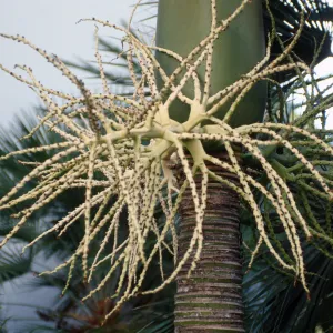 CA, Santa Barbara, Palm Inflorescences- palm in seed