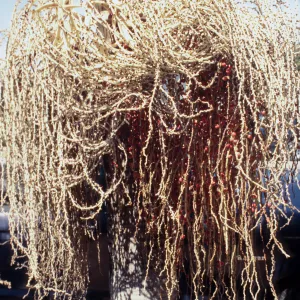 CA, Santa Barbara, Palm Inflorescences- fruit and seeds