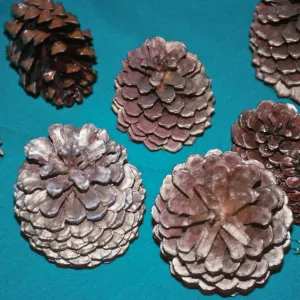 CA, Santa Barbara, Trees, Cones- Mobile Home Park Guest House, Xmas decor