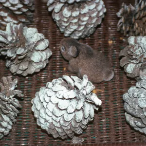 CA, Santa Barbara, Trees, Cones- Mobile Home Park Guest House, Xmas decor