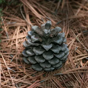CA, San Diego, Trees, Cones- Torrey Pines State Reserve