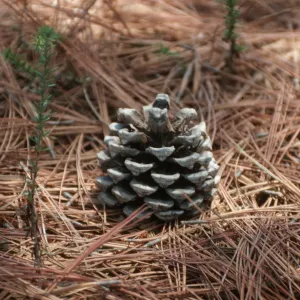 CA, San Diego, Trees, Cones- Torrey Pines State Reserve