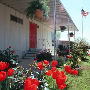 AZ, Tucson, Flowers, Mobile Home Park, Tulips