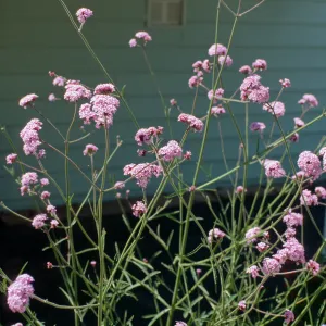 CA, Santa Barbara, Mobile Home Park garden, Verbena (Vervain)