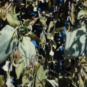 CA, Santa Barbara, Vine?- fruits and seeds, Mobile Home Park