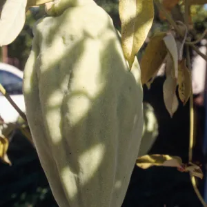 CA, Santa Barbara, Vine?- fruits and seeds, Mobile Home Park