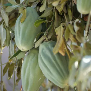 CA, Santa Barbara, Vine?- fruits and seeds, Mobile Home Park