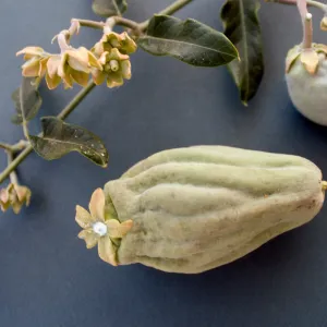 CA, Santa Barbara, Vine?- fruits and seeds, flower, from climber Mobile Home Park