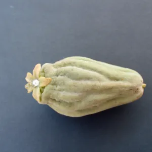 CA, Santa Barbara, Vine?- fruits and seeds, flower, from climber Mobile Home Park