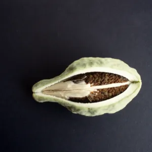 CA, Santa Barbara, Vine?- fruits and seeds, Mobile Home Park